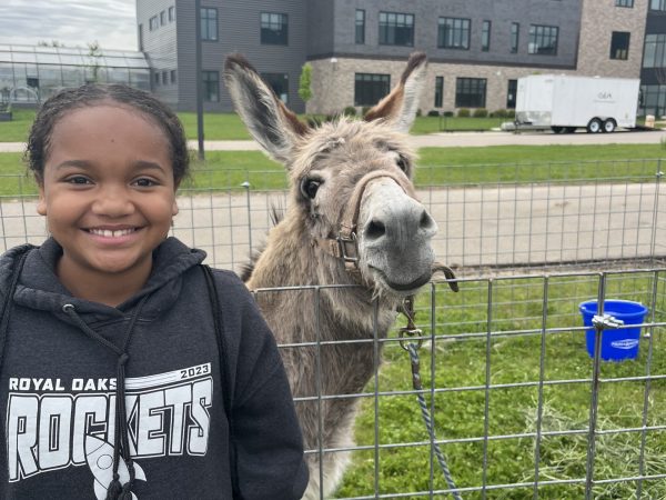 Donkey